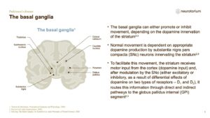 The basal ganglia